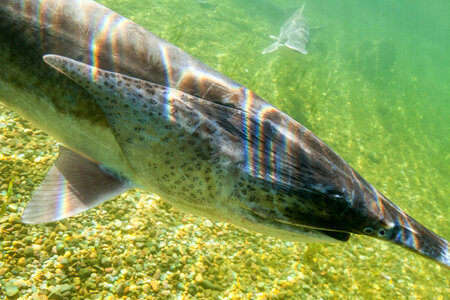 American paddlefish-1
