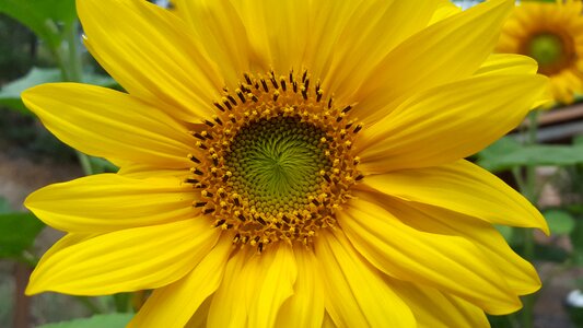 Summer yellow plant