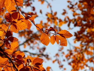 Deciduous tree golden autumn golden october