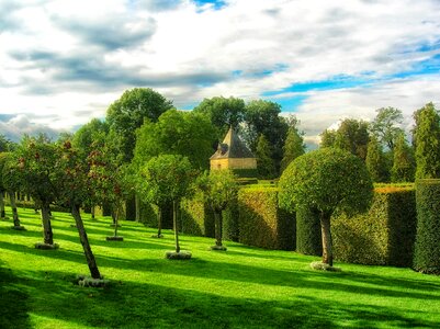 Summer spring trees