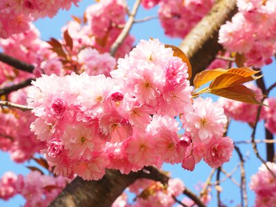 Blossom bloom japanese flowering cherry