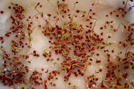 Sprouted alfalfa seeds photo