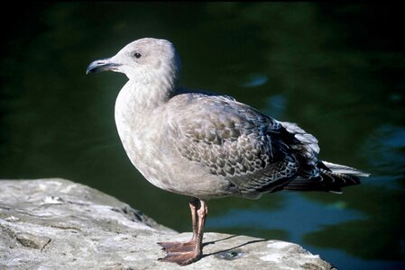 Bird western 