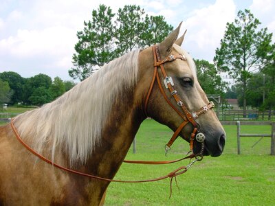 Stallion mane equestrian