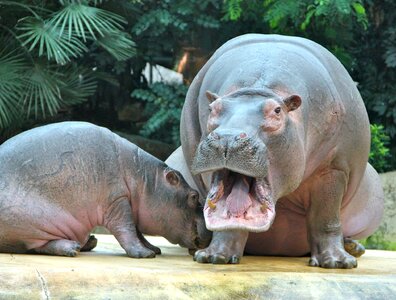 Zoo animals hippos