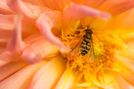 Animal arthropod beautiful flowers