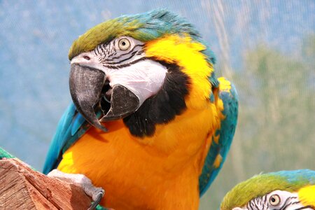 Bird macaw parrot cariamarillo photo