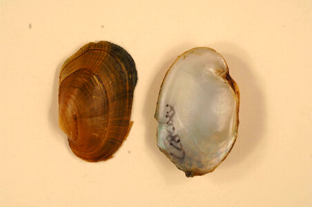 Epioblasma capsaeformis-5