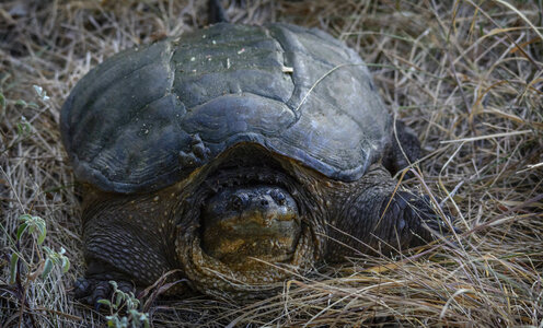 Common Snapping Turtle photo