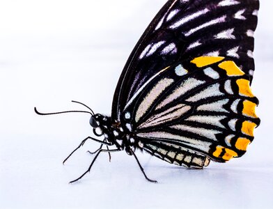 Butterfly insect Free photos