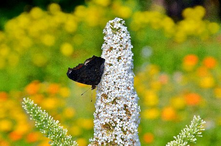 Butterflies insects animal