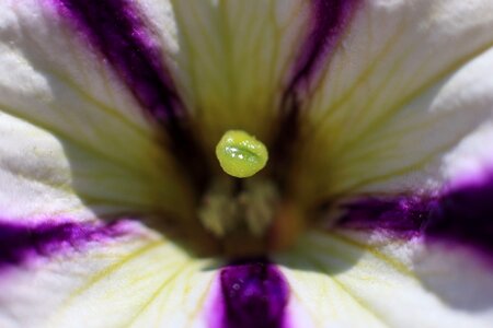 Beautiful beautiful flowers beautiful photo photo