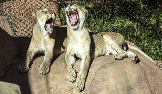 Animal lion feline