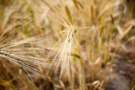 Wheat spike cereals spike