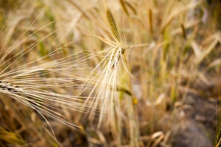 Wheat spike cereals spike photo