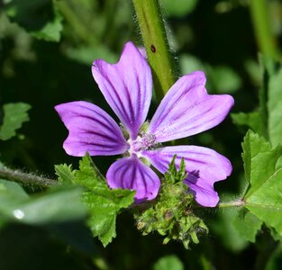 Beautiful Flowers bloom blooming photo