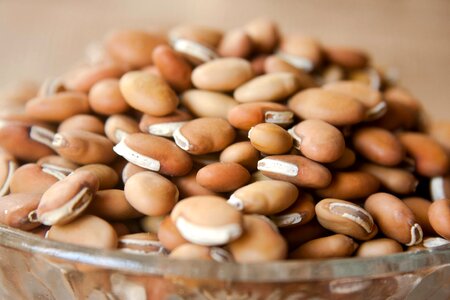 Bean beans brown
