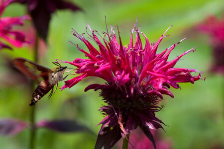 Snowberry clearwing feeds on Monarda