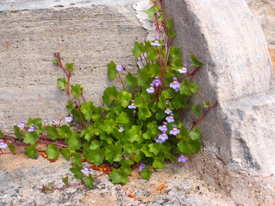 Blue violet purple