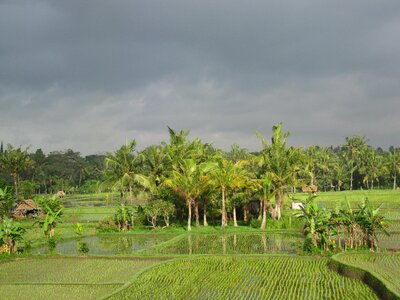 Agriculture rice crop photo