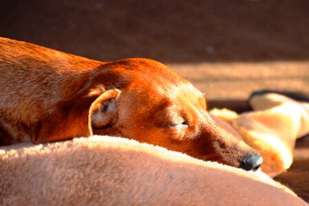 Dachshund sleep dog photo