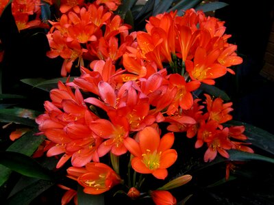 Bright bunch leaves