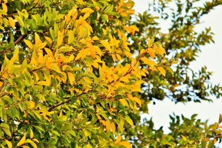 Tree trees shrub