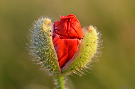 Poppy summer spring