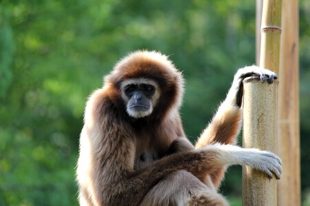 Wild mammal primate