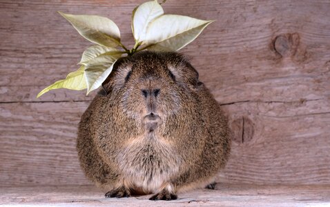 Pet blossom bloom