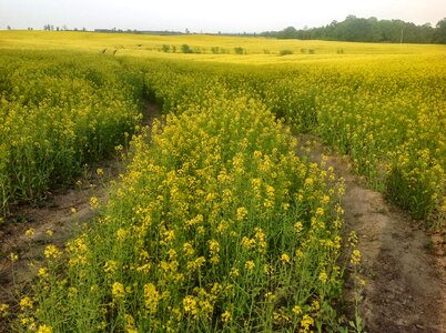 Blooming fields yellow flowers flower background