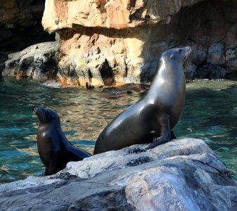 Sea seal mammal photo