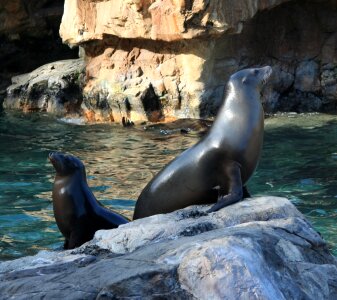 Sea seal mammal