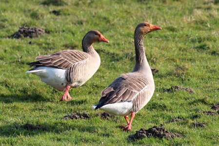 Field goose bird animal