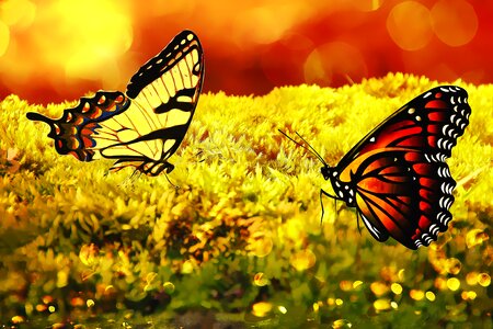 Butterfly bokeh glitter