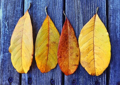 Season leaf fall leaves background