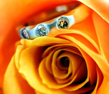Art beautiful flowers blooming