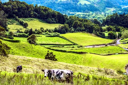 Agriculture animal beautiful photo photo