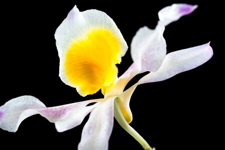 Blossom bloom white gellb purple