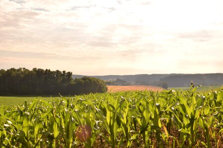 Agriculture cloud corn photo