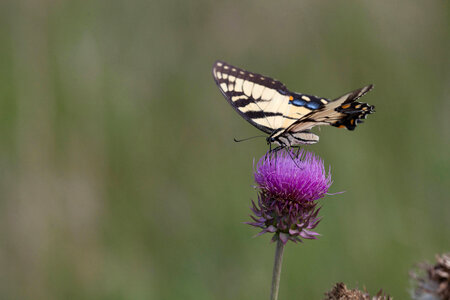 Eastern Tiger Swallowtail-1 photo