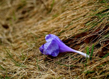 Blue crocus blossom