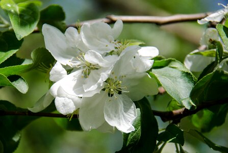 Apple tree tree branch photo