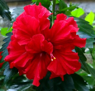 China rose rosa sinensis india