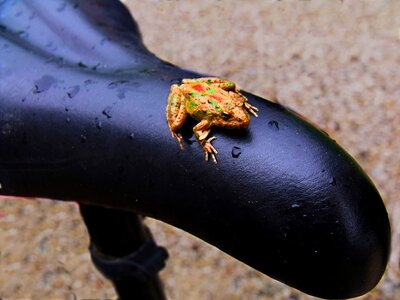 Sitting amphibian animal