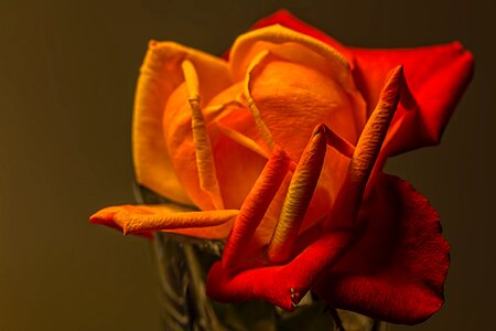 Petal romance flower photo