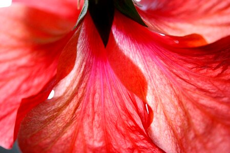 Orange floral blossom photo