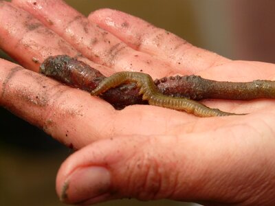 Nereis diversicolor annelid wadden sea