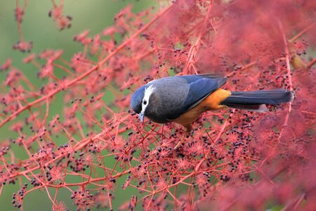 Bird ecology white-eared 畫 eyebrow