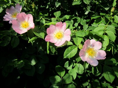 Shrub flora botany